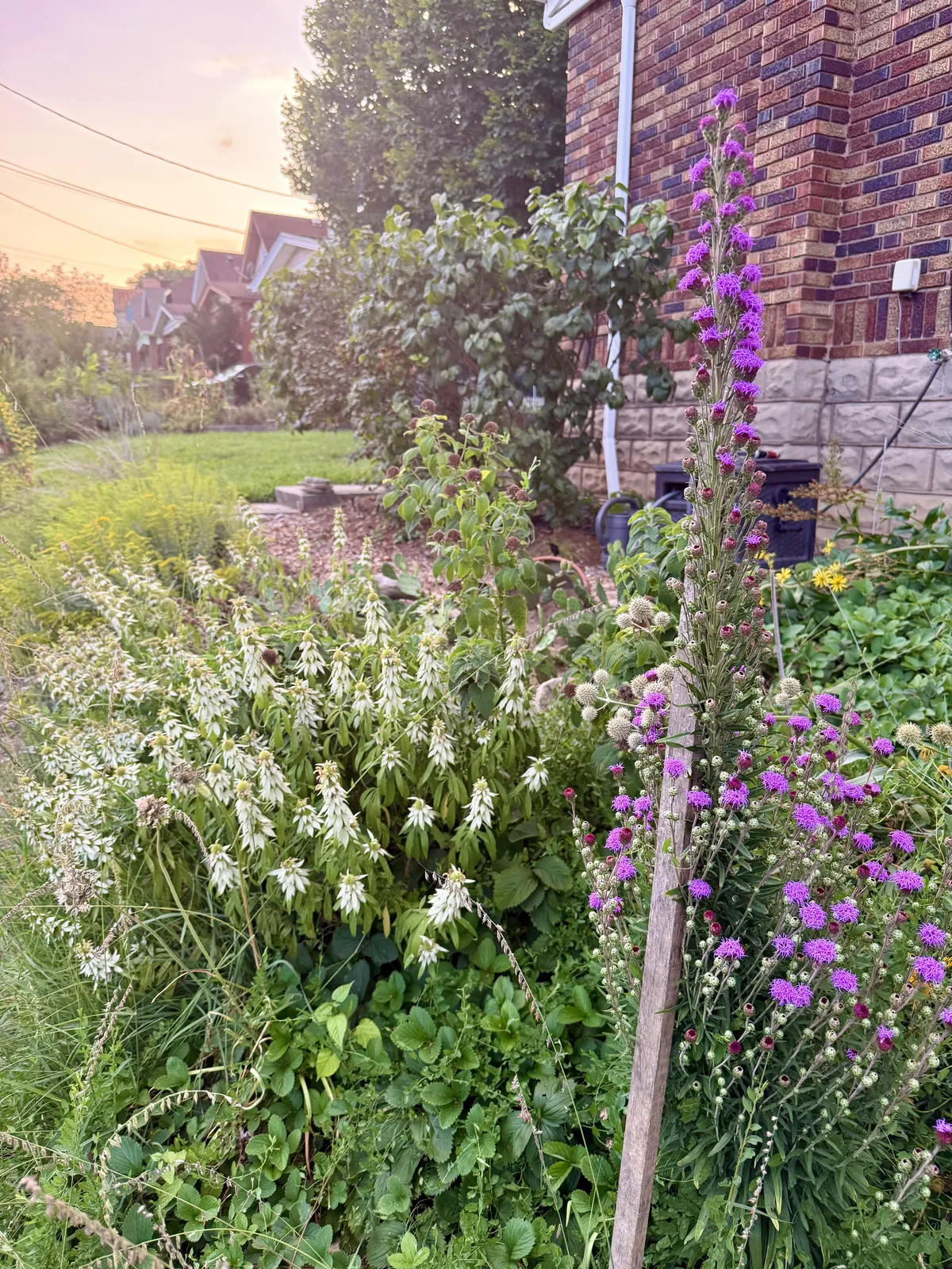 Dry Slope Garden
